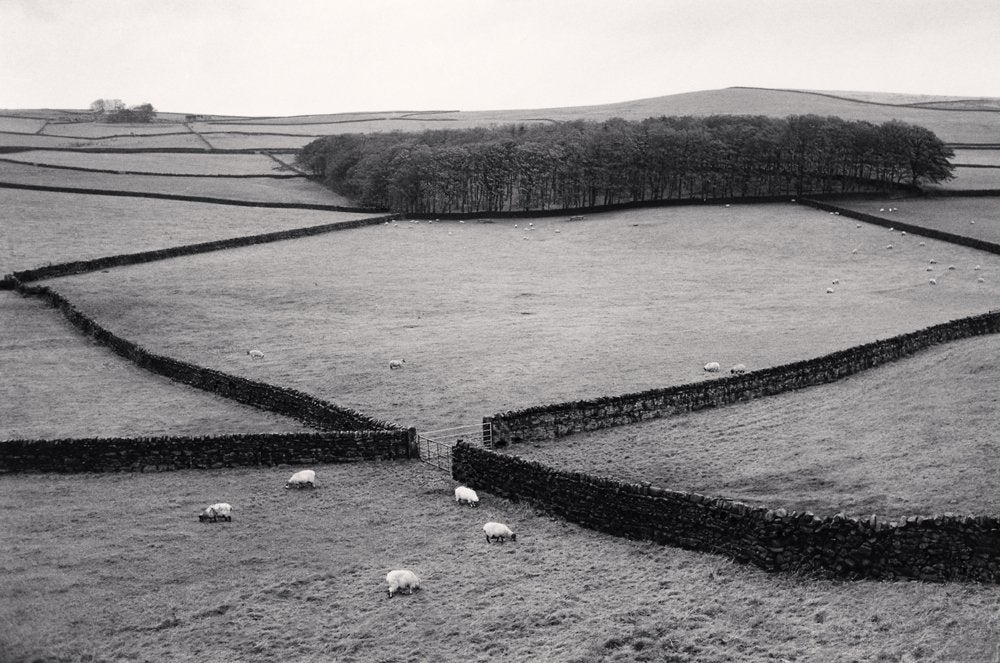 “Sheep Pastures, Yorkshire Dales, North Yorkshire, England, 1983,” by Michael Kenna.