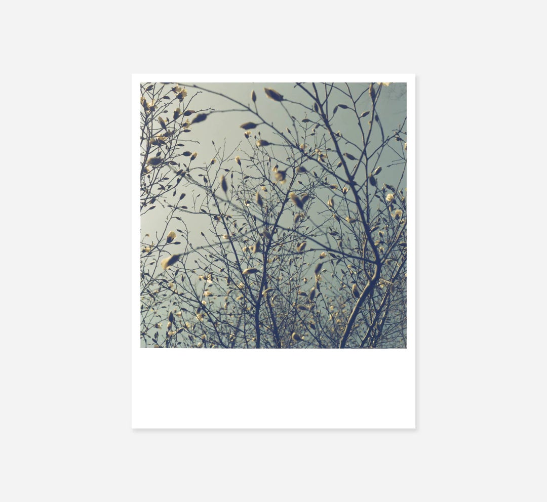 A Polaroid photo looking up at tree branches with budding flowers.