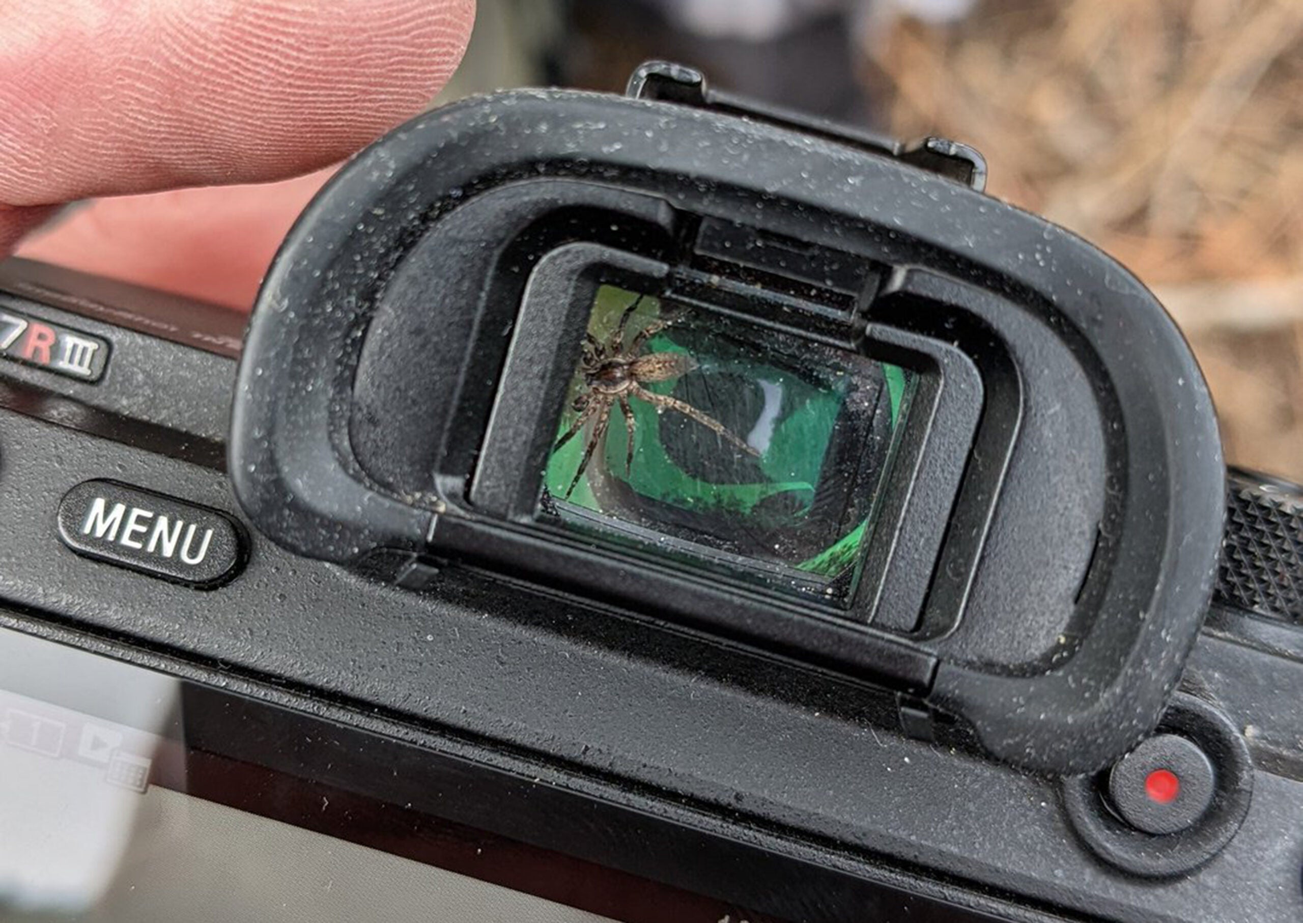 A live spider stuck inside the viewfinder of a Sony a7R III camera.