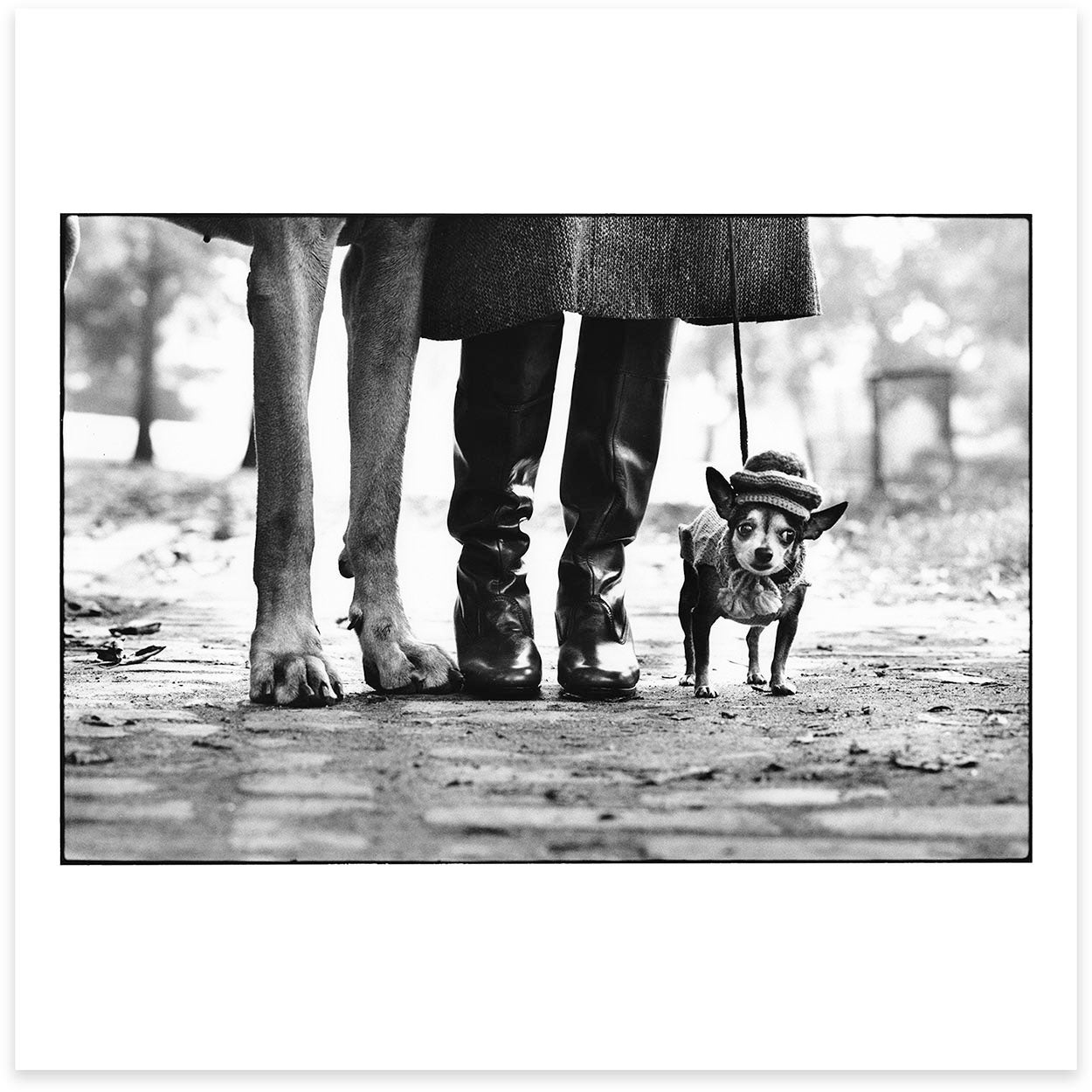 A small dog walks beside a human and a large dog. Only the feet of the latter two can be seen.