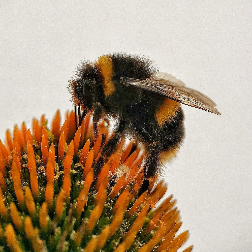 A close-up of a bee on a flower.