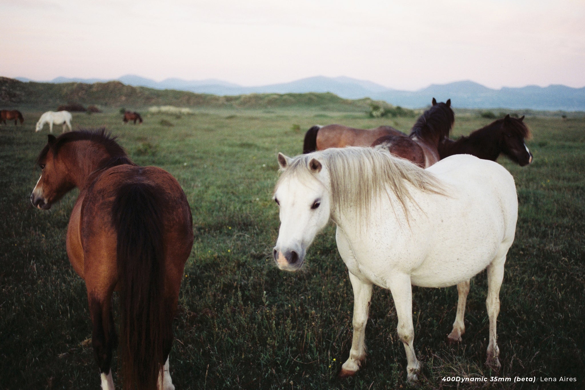 A sample photo shot with CineStill 400D of two horses, one white one brown, in a foggy field.