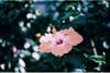 A pink flower shot with the new Fugufilm 400 slide film.