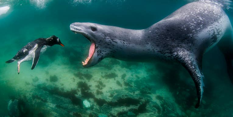 An epic photo of a leopard seal eating a penguin wins the 2021 World Nature Photography Awards