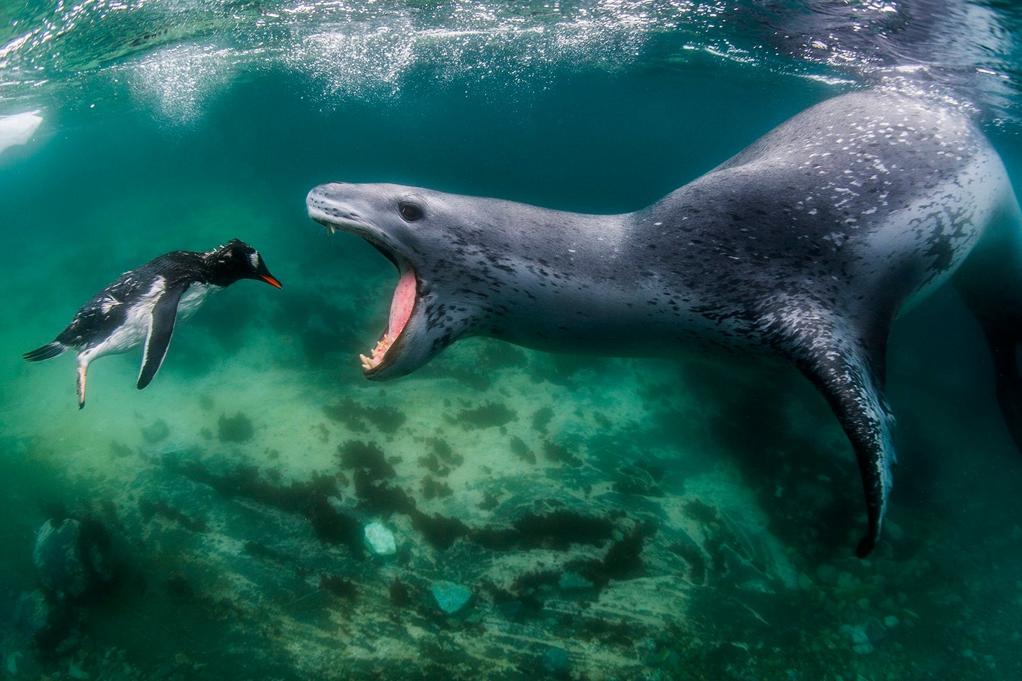 A leopard seal faces a penguin, mouth wide open.