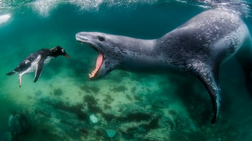 A leopard seal faces a penguin, mouth wide open.