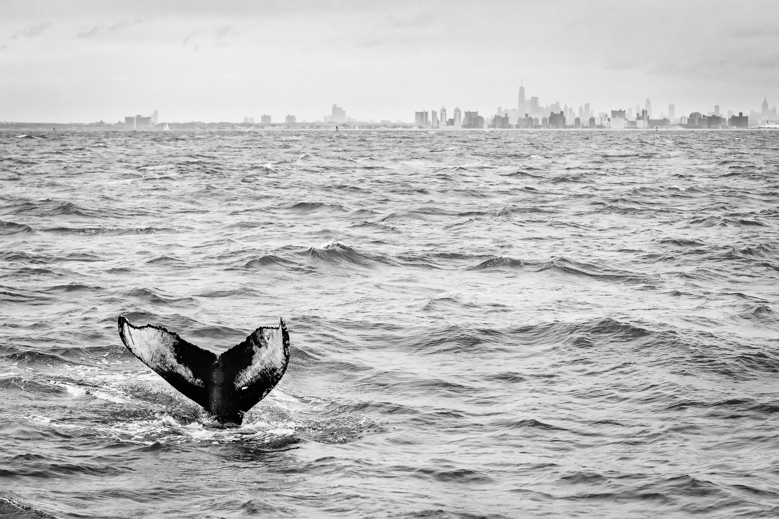 A whale tail with a city skyline in the distance.