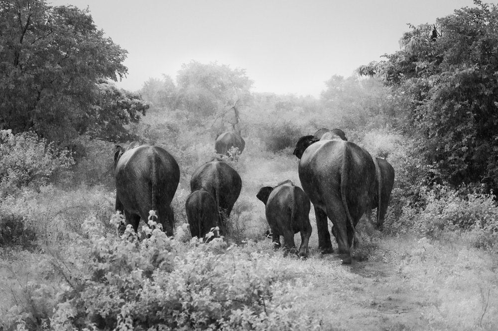 A B&W shot of a group of elephants walking off into the distance.