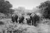 A B&W shot of a group of elephants walking off into the distance.