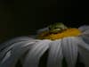 A tree frog sits atop a flower in this macro shot.