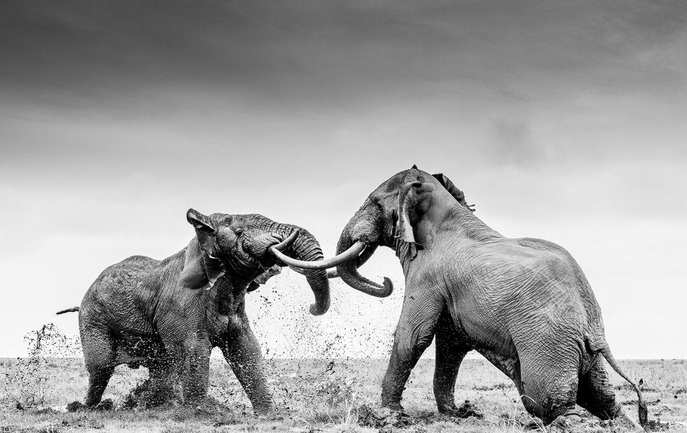 Two elephants locking tusks, in B&W.
