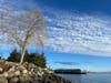 A lake scene with a blue sky and tree in the foreground.