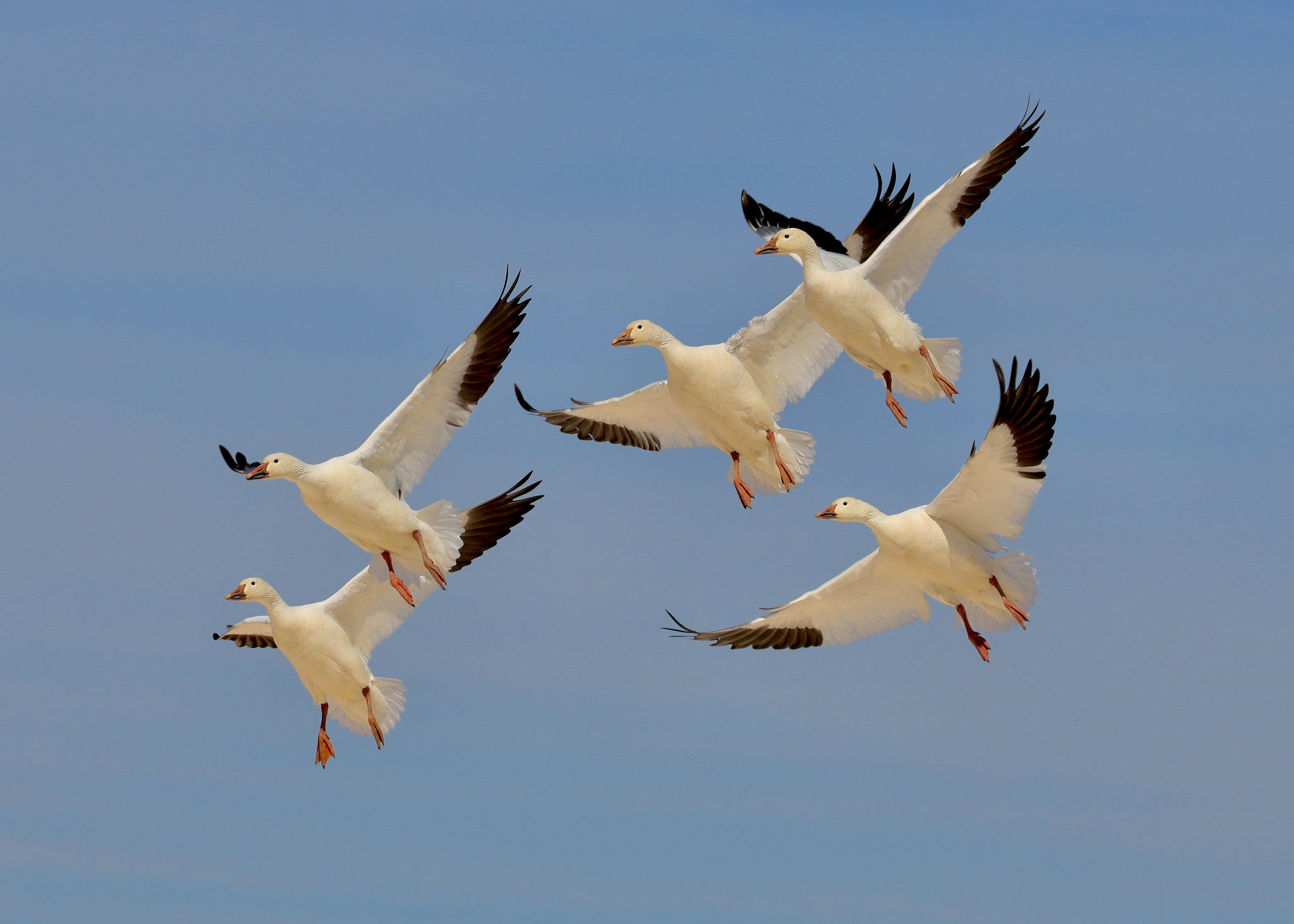 Five seagull's suspended in flight.