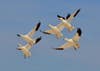 Five seagull's suspended in flight.