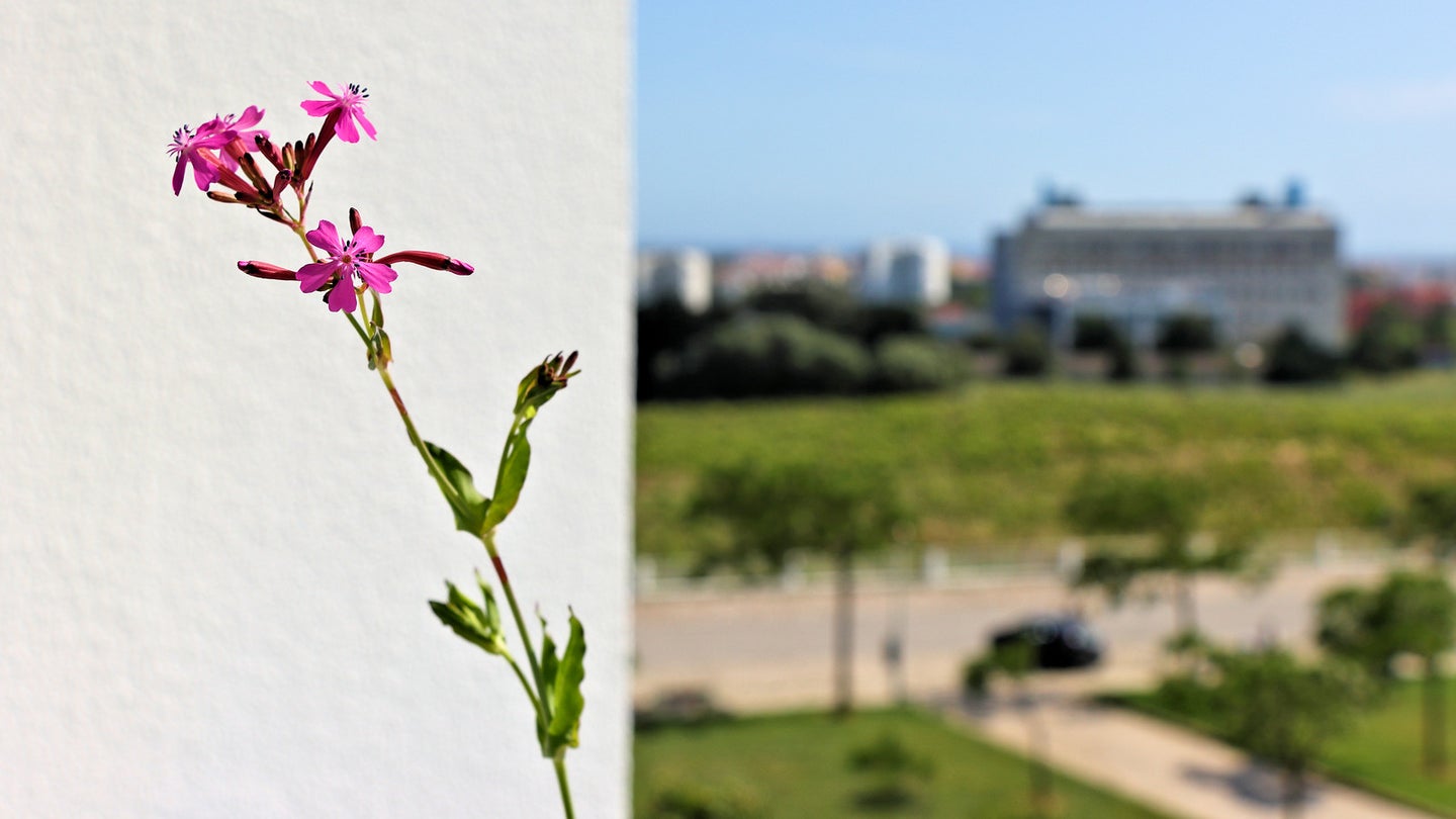 A single purple flower growing by cement wall reaching up to the sky on a sunny day