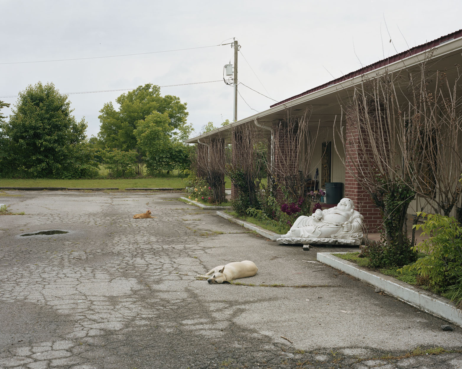 Two dogs in an empty parking lot sleeping next to a statue of the Buddha.