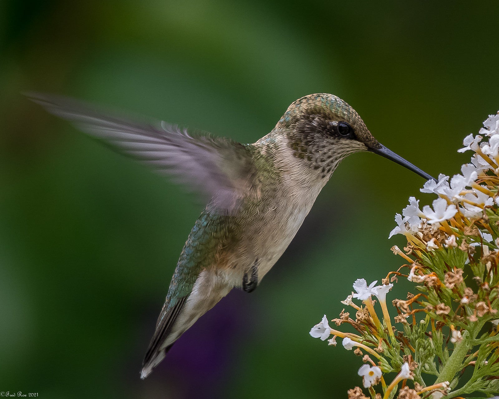 a hummingbird drinks from a cluster of flowers.