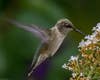 a hummingbird drinks from a cluster of flowers.