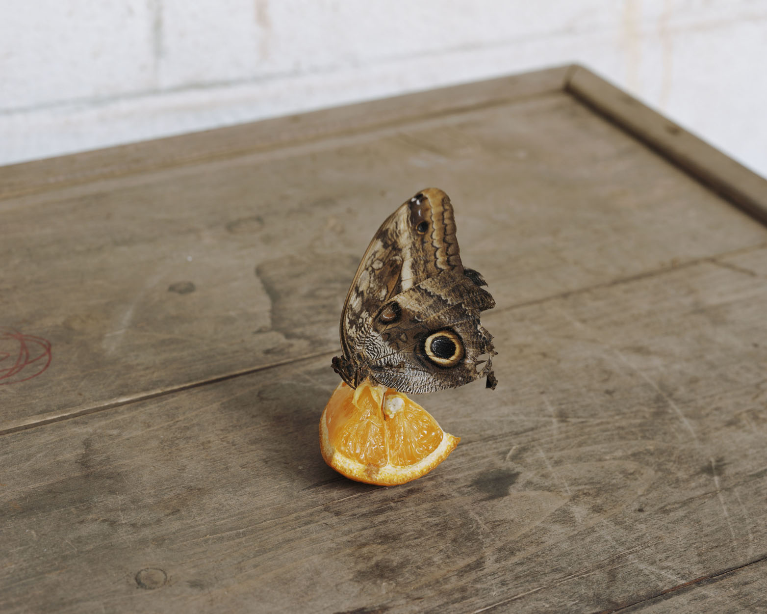 A moth on an orange slice.