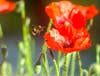 fuzzy bee approaches an orange-red iceland poppy on a sunny day