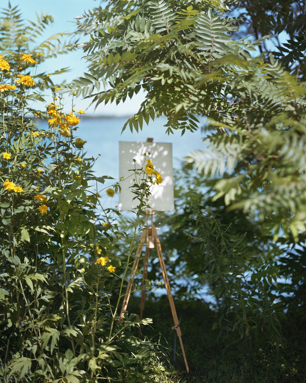 Yellow flowers with a white canvas behind them and a body of water further in the distance.