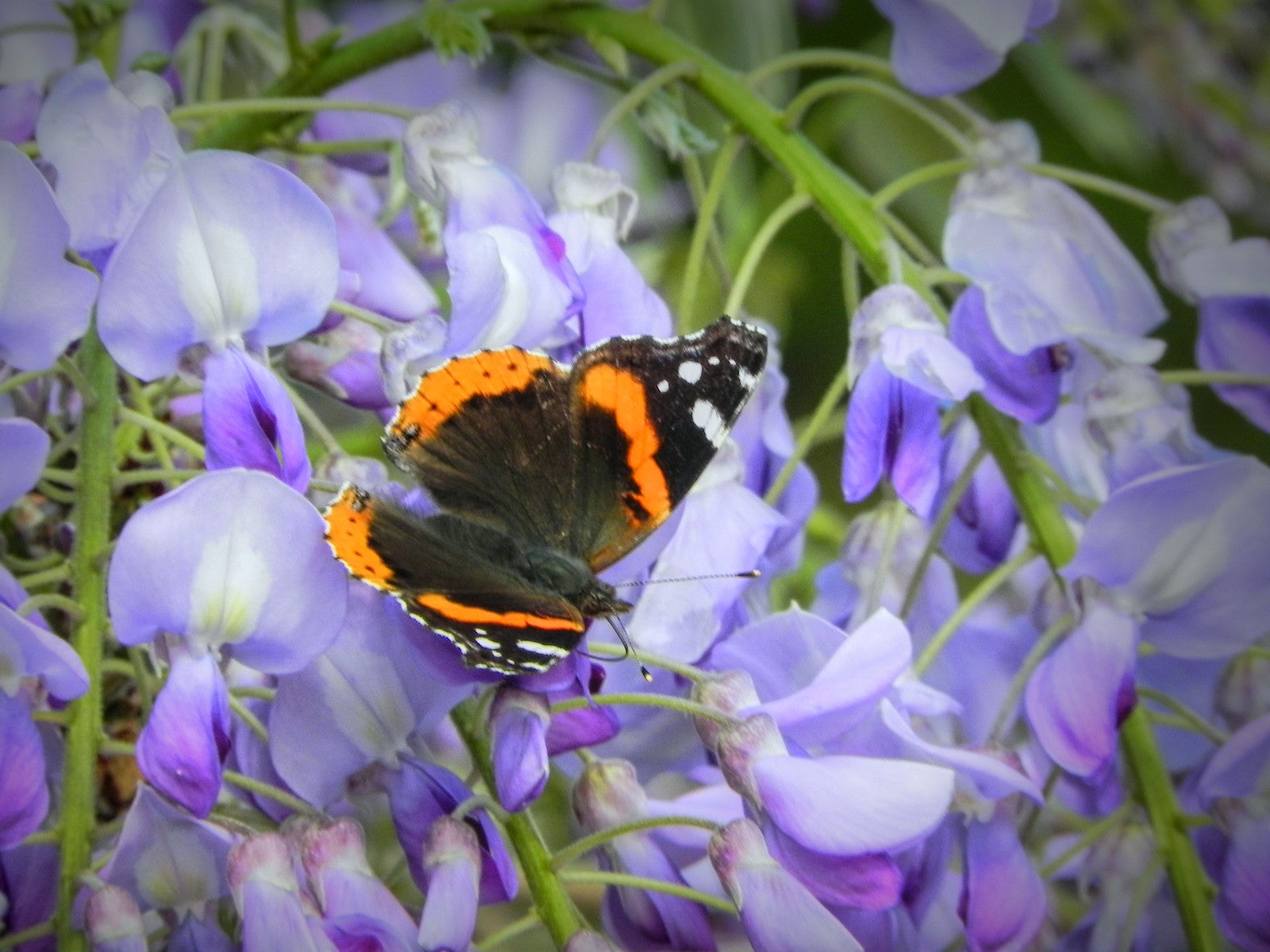 an orange and black butterfly sits on purple flowers