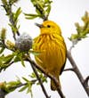 a yellow warbler bird sits in a tree that is beginning to bud
