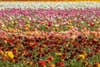 carlsbad flower fields in southern california filled with ranunculus