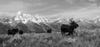 Four moose at the foot of mountains in Jackson Hole, Wyoming