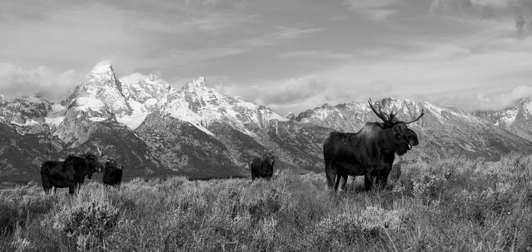 four moose at the foot of mountains in Jackson Hole, Wyoming