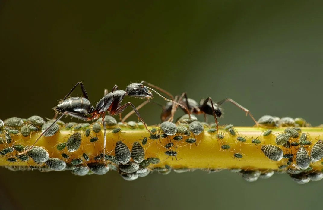 Two ants dwarf a cluster of aphids on a branch