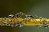 Two ants dwarf a cluster of aphids on a branch