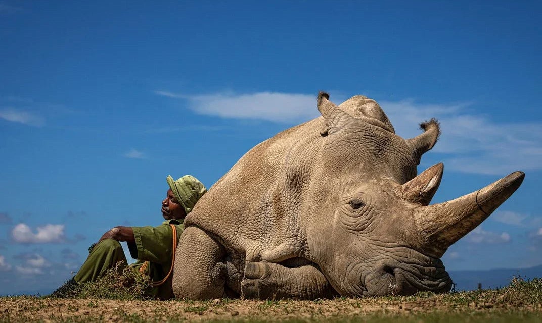 Man leans against a huge rhino in africa