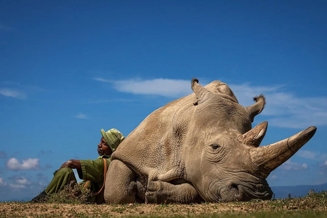 Man leans against a huge rhino in africa
