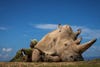 Man leans against a huge rhino in africa