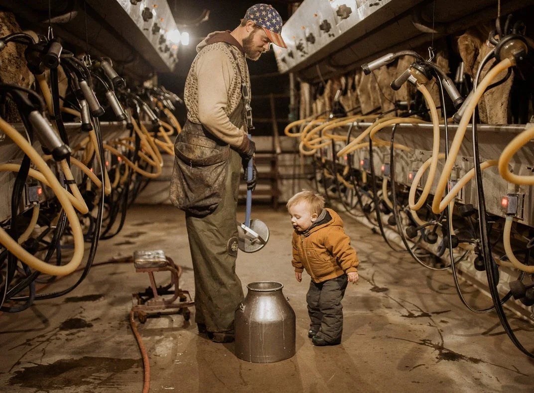 Toddler boy leans over to look into a metal milk jug while assisting his father with milking the cows