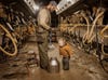 Toddler boy leans over to look into a metal milk jug while assisting his father with milking the cows