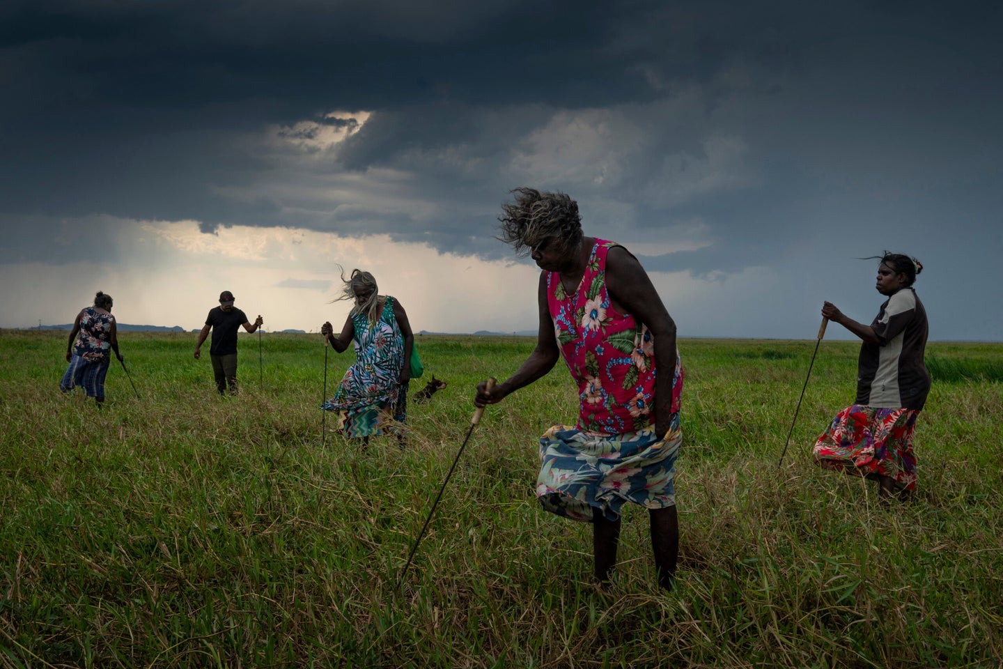 A group of Nawarddeken women elders hunt for turtles with homemade tools on floodplains near Gunbalanya, Arnhem Land, Australia on 31 October 2021. They spent all day finding just two turtles, which are a popular delicacy. Soon the grass will be burned to make the hunt easier.