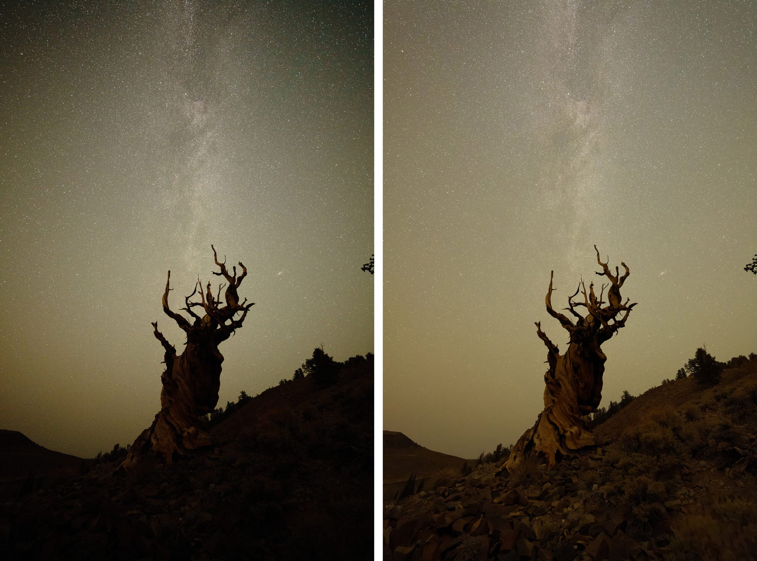 A night photo of a Bristlecone Pine.