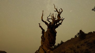 A high ISO photo of a Bristlecone Pine processed through DxO PureRAW 2