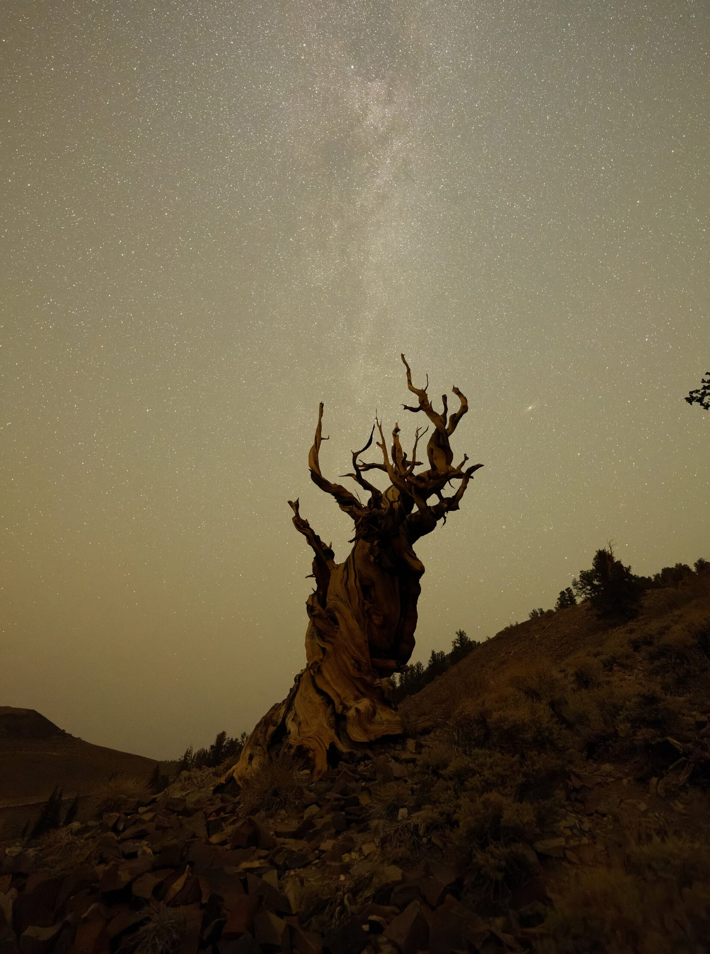 A night photo of a Bristlecone Pin