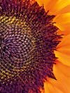 up close photo of a sunflower for apple shot on iphone macro challenge 