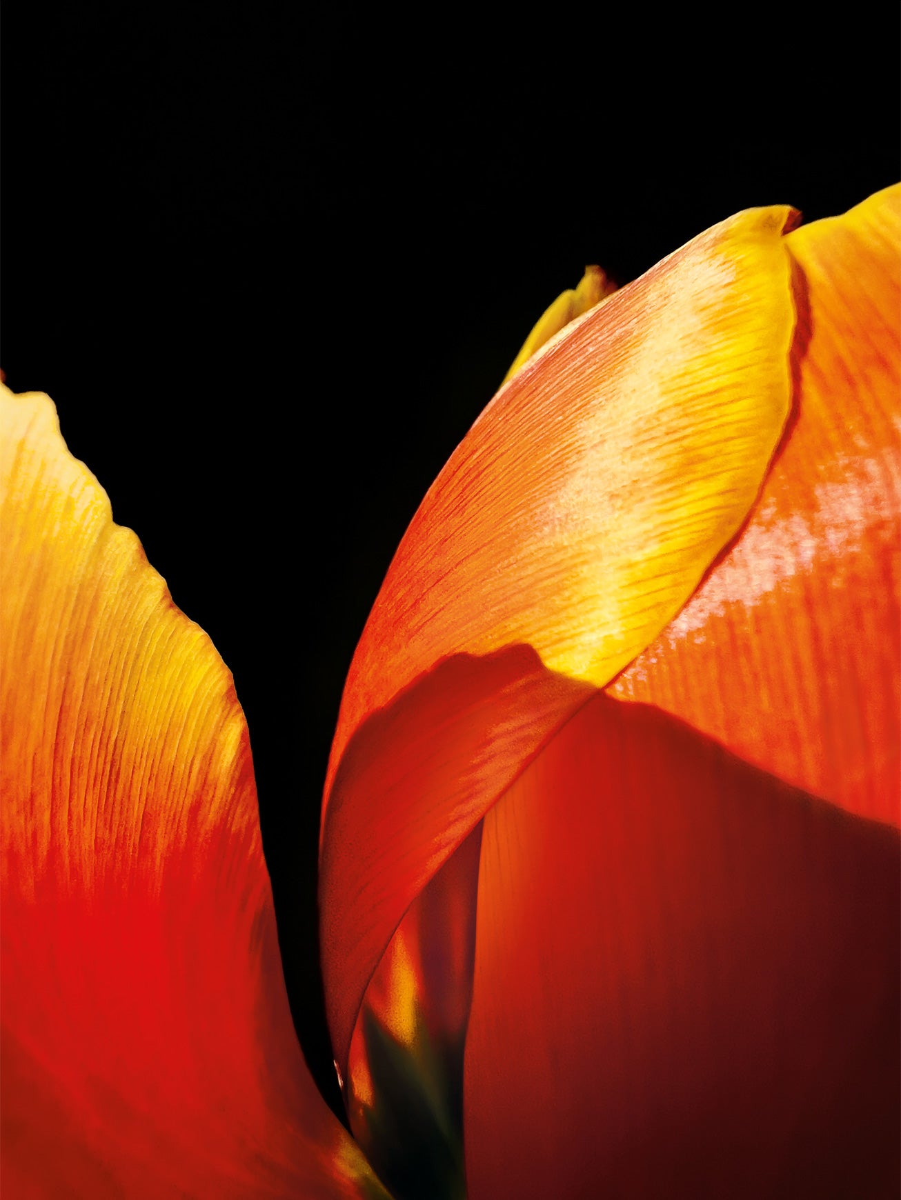 light hits orange tulip petals apple shot on iphone macro challenge 