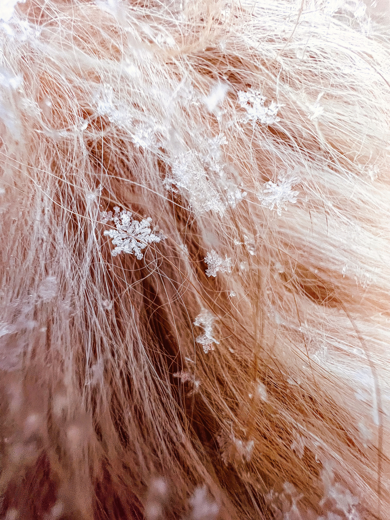 cose up shot of a snowflake in a dog's fur for apple shot on iphone macro challenge