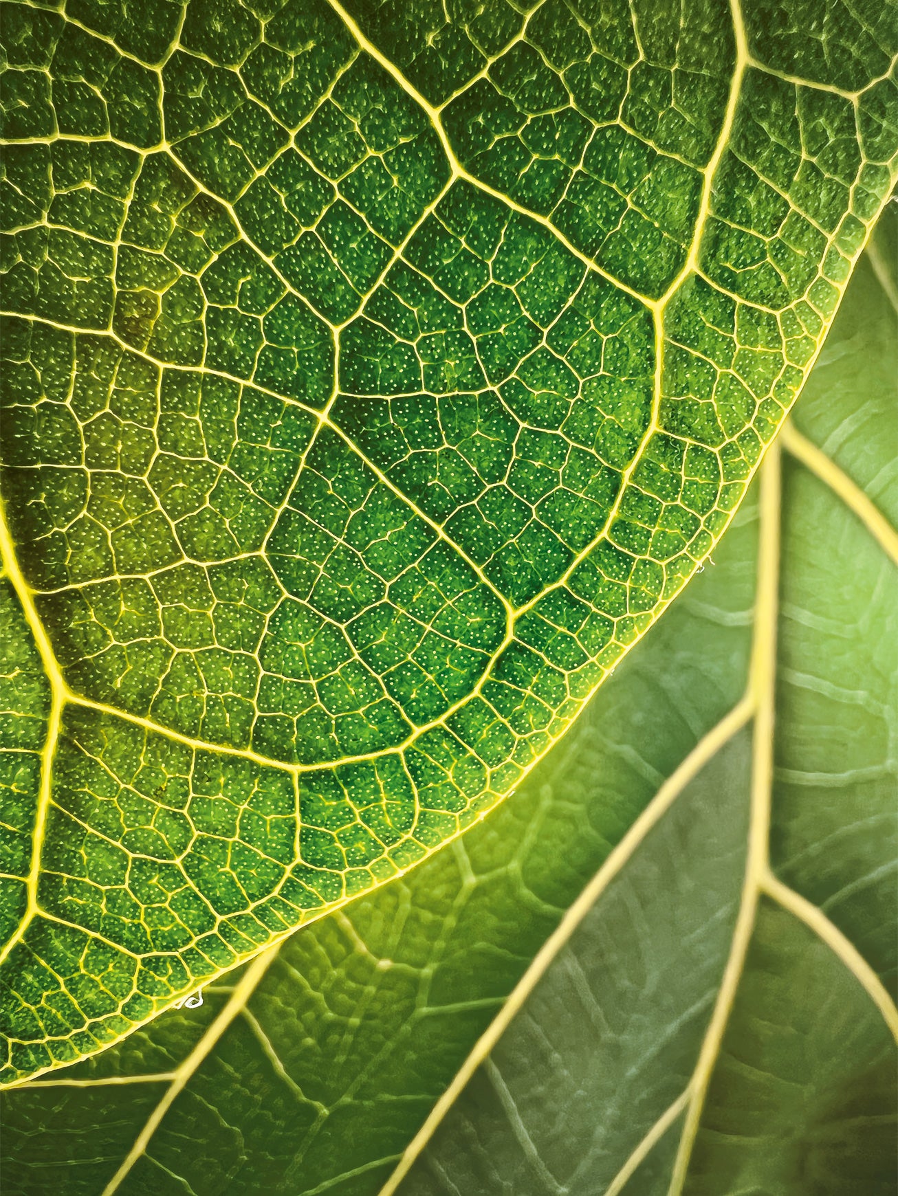 light passes through the veins of a fiddle leaf for the apple shot on iphone macro challenge 