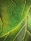 light passes through the veins of a fiddle leaf for the apple shot on iphone macro challenge 