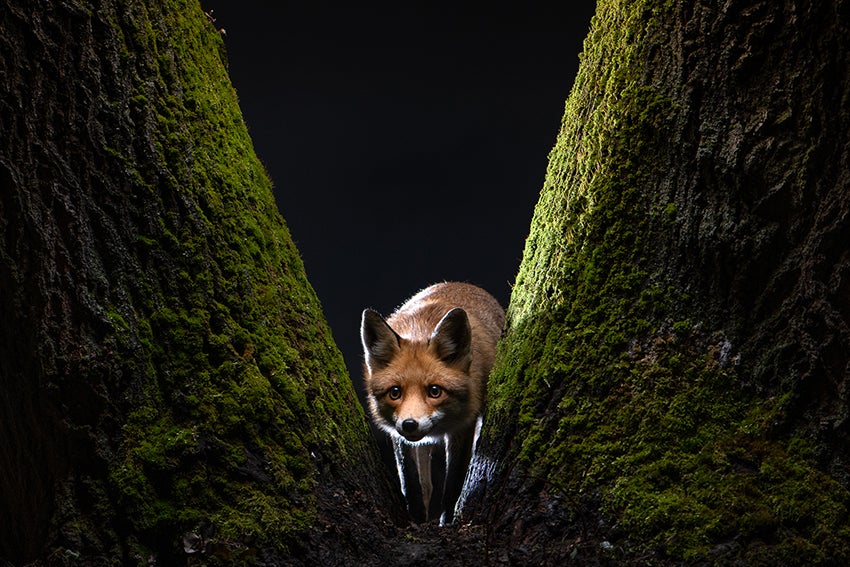 a fox peers from between two trees