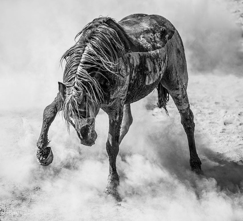 a mud-cake mustang horse challenges its rival at a watering hole in Colorado