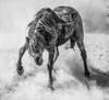 a mud-cake mustang horse challenges its rival at a watering hole in Colorado