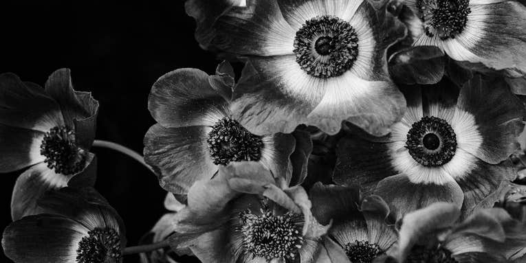 This photographer creates dramatic flower studies using the simplest of setups